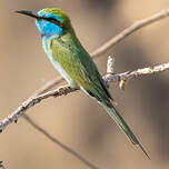 Guêpier à sourcils bleus
