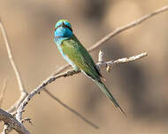 Guêpier à sourcils bleus