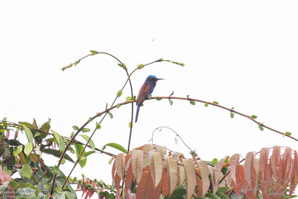 Blue-headed Bee-eateradult, identification