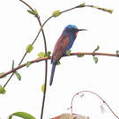 Guêpier à tête bleue