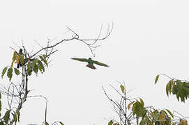 Black-headed Bee-eater