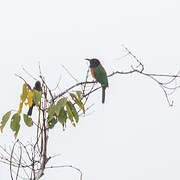 Black-headed Bee-eater