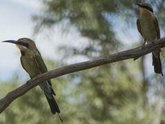 Rainbow Bee-eater