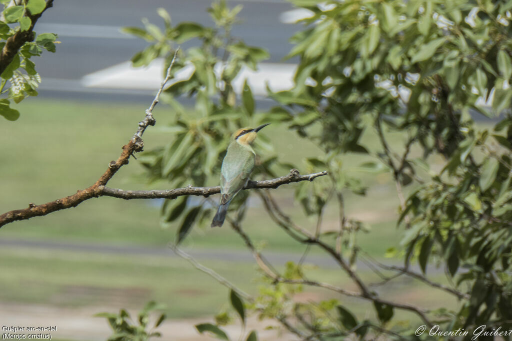 Rainbow Bee-eater