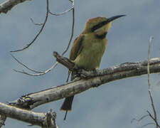 Rainbow Bee-eater