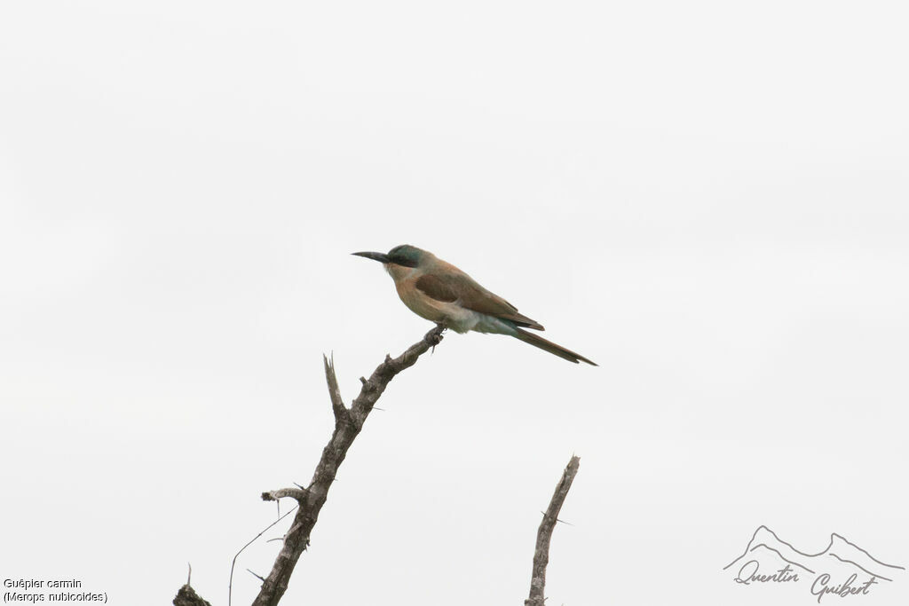 Guêpier carminimmature, identification