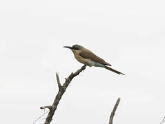 Southern Carmine Bee-eater