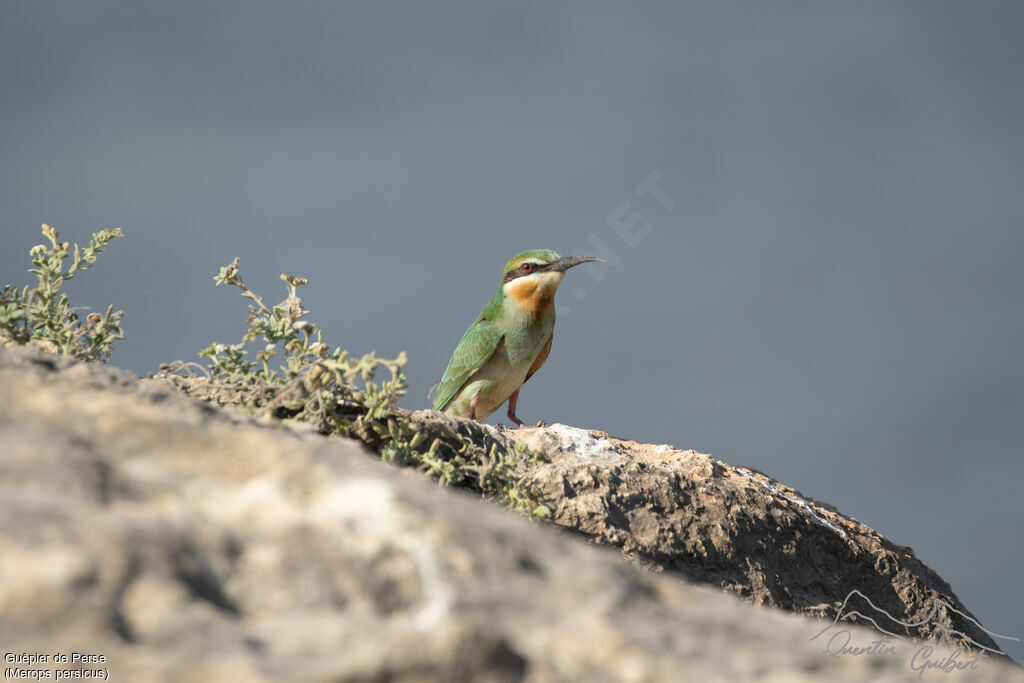 Guêpier de Perseadulte, identification