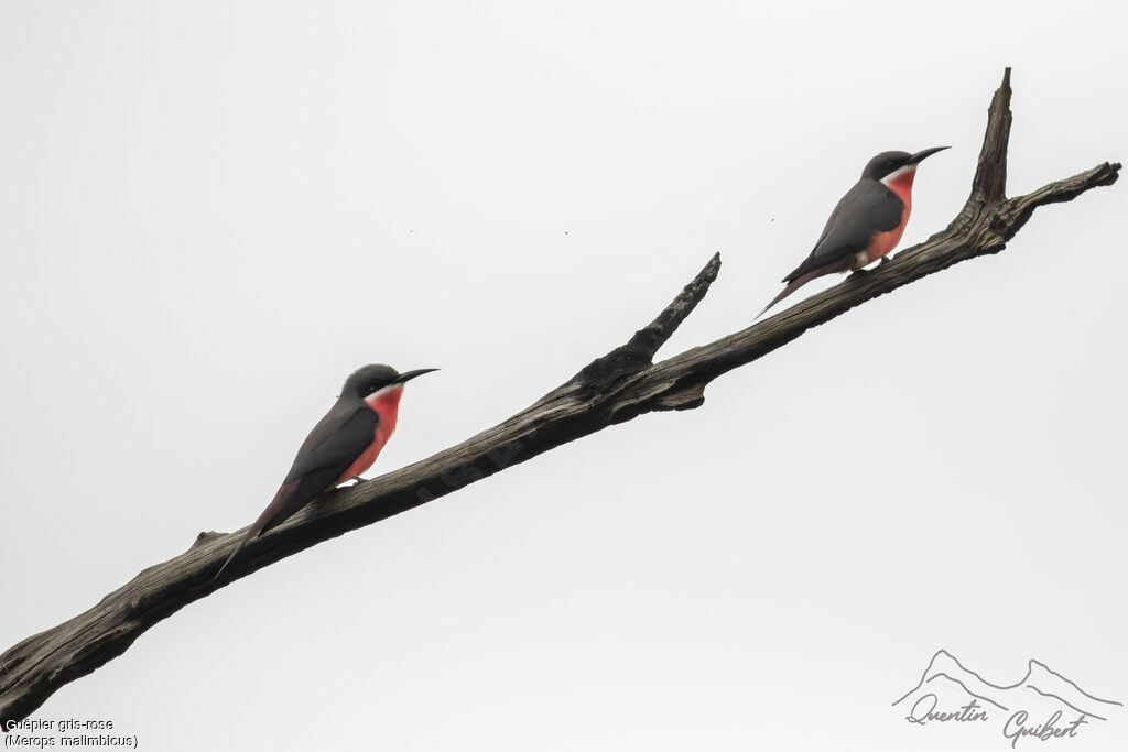 Rosy Bee-eater, identification