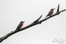 Rosy Bee-eater