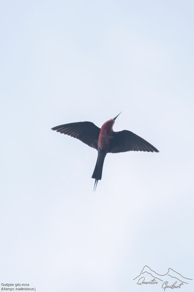 Rosy Bee-eater, identification, Flight