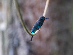 Black Bee-eater