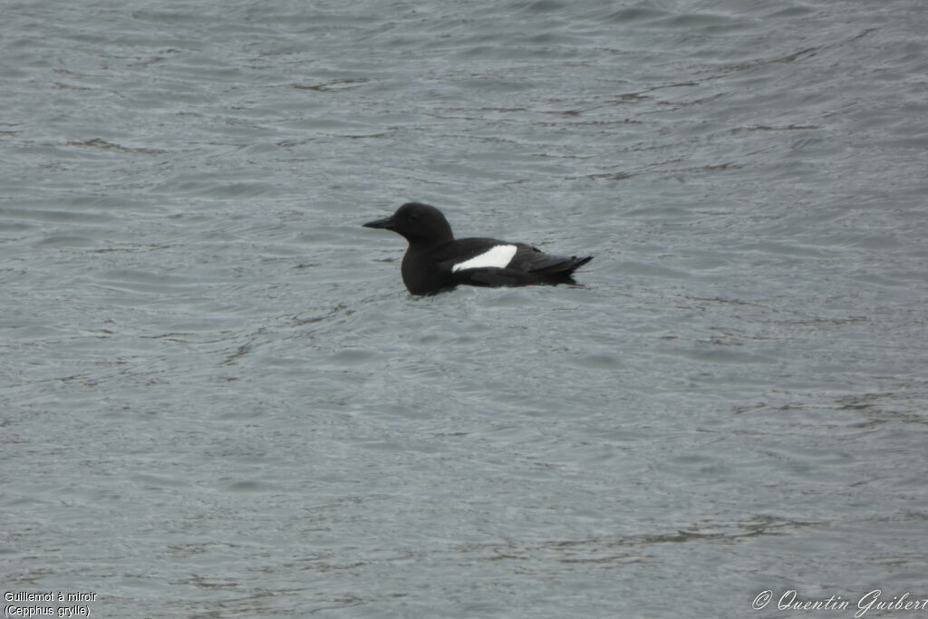 Guillemot à miroiradulte nuptial, identification, nage