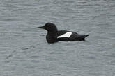 Guillemot à miroir