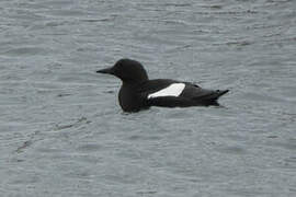 Black Guillemot