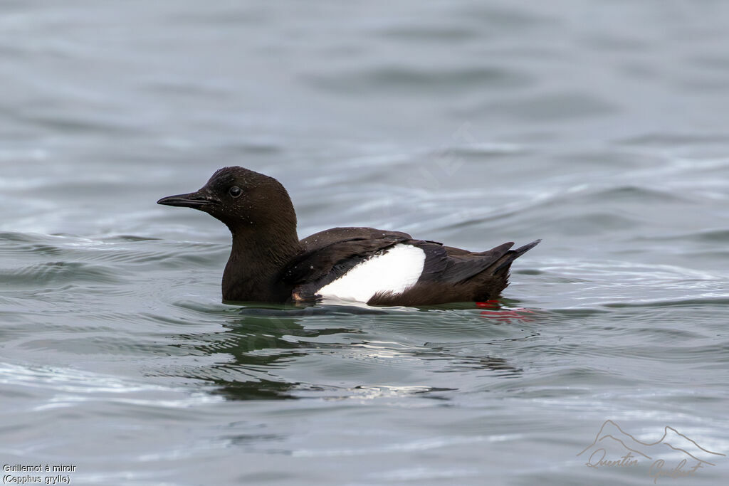 Guillemot à miroir