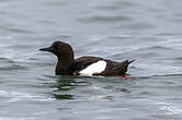 Guillemot à miroir