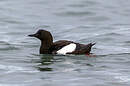 Guillemot à miroir