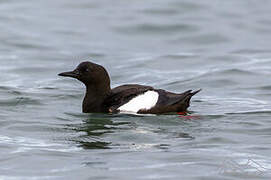 Guillemot à miroir