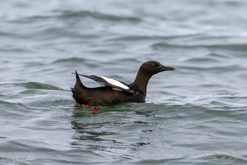 Guillemot à miroir, identification, nage