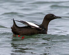 Guillemot à miroir