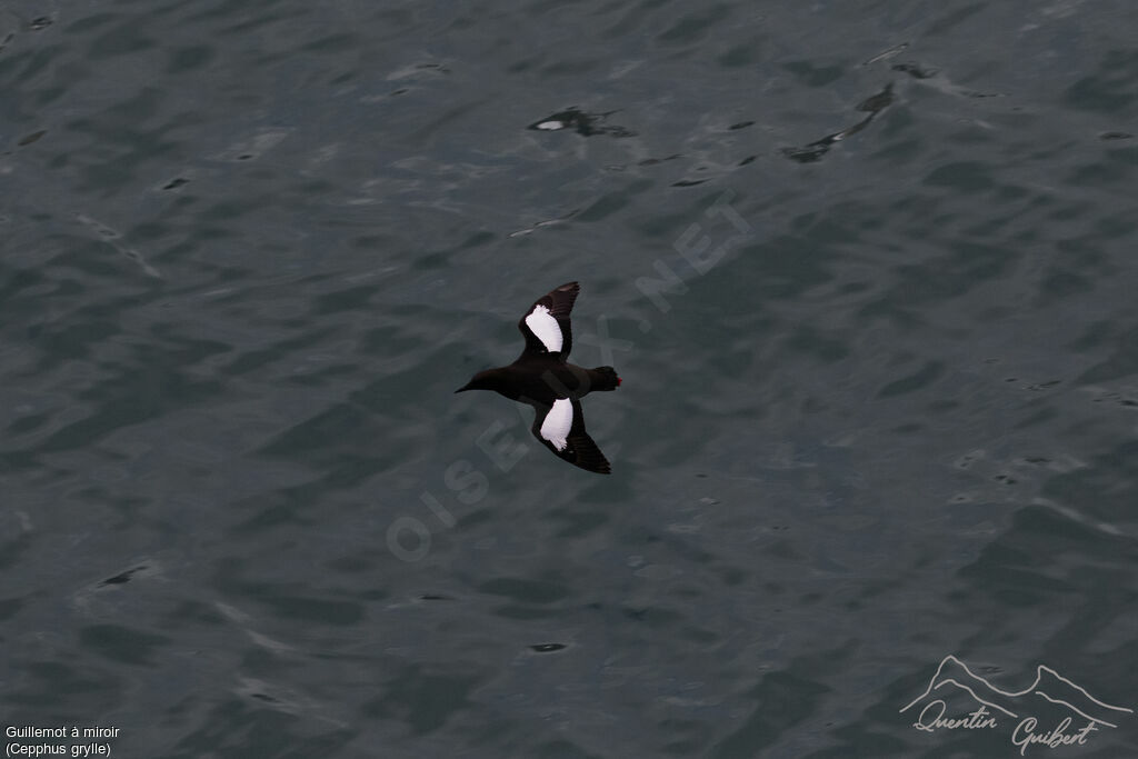 Guillemot à miroiradulte nuptial, identification, Vol
