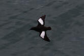 Guillemot à miroir