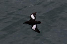 Guillemot à miroir
