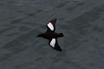 Guillemot à miroir