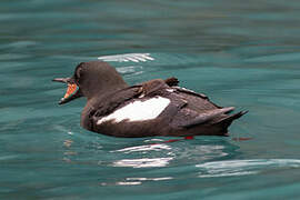 Guillemot à miroir