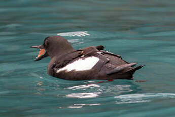 Guillemot à miroir