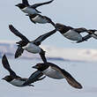 Guillemot de Brünnich