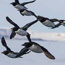 Guillemot de Brünnich