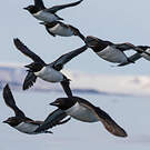 Guillemot de Brünnich
