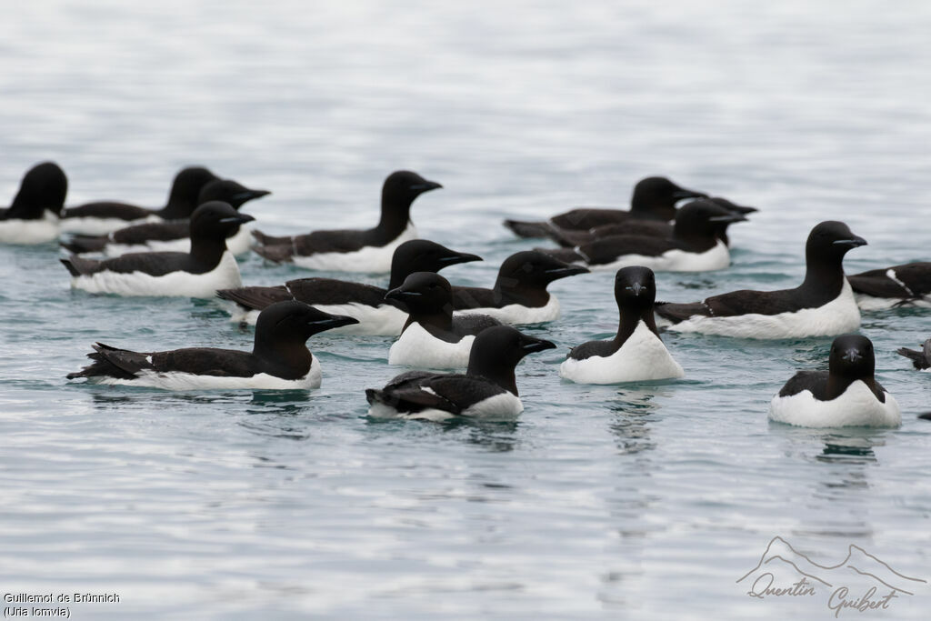 Guillemot de Brünnichadulte nuptial, identification, nage