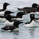 Guillemot de Brünnich
