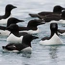 Guillemot de Brünnich