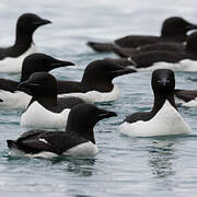 Guillemot de Brünnich