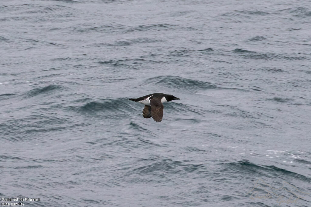 Guillemot de Brünnich