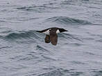 Guillemot de Brünnich