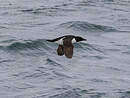 Guillemot de Brünnich