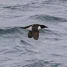 Guillemot de Brünnich