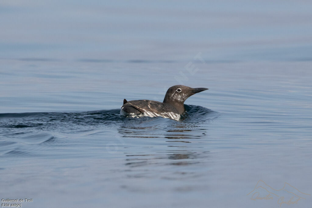 Guillemot de Troïl