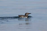 Guillemot de Troïl