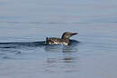 Guillemot de Troïl