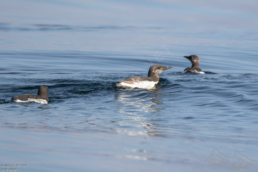 Guillemot de Troïl