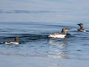 Guillemot de Troïl