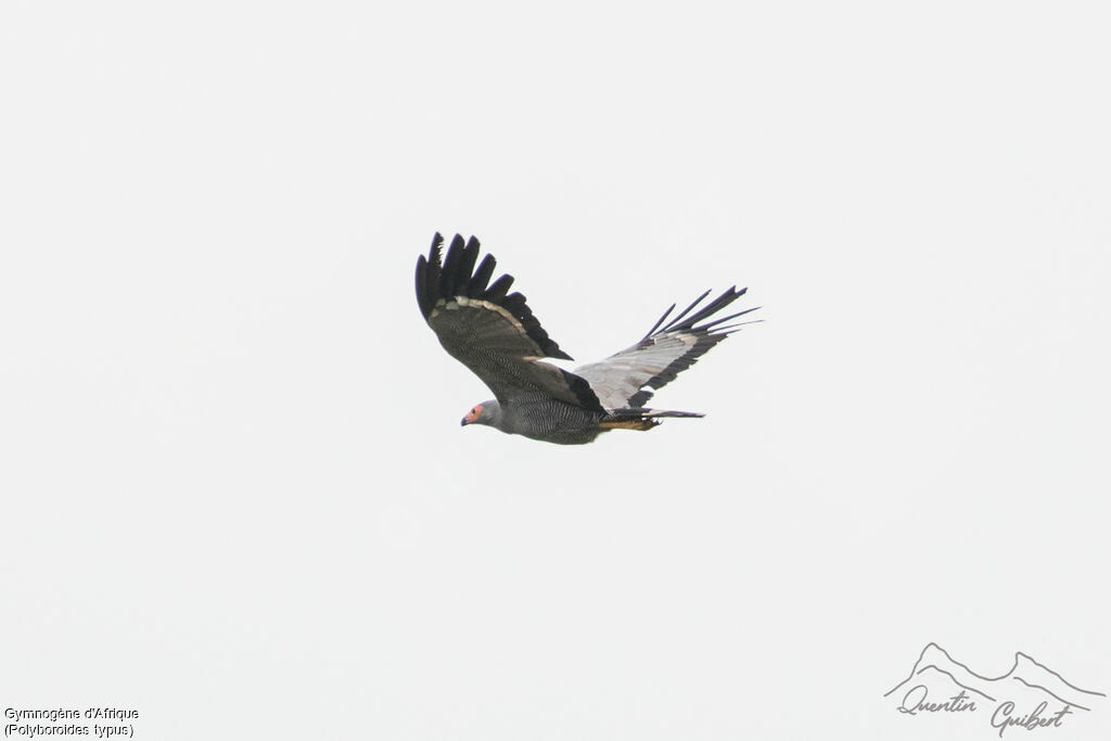 African Harrier-Hawkadult, Flight