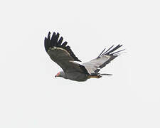 African Harrier-Hawk