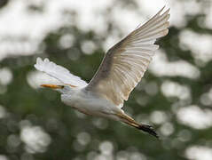 Western Cattle Egret